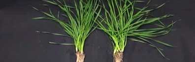 Wheat Root Growth Comparison